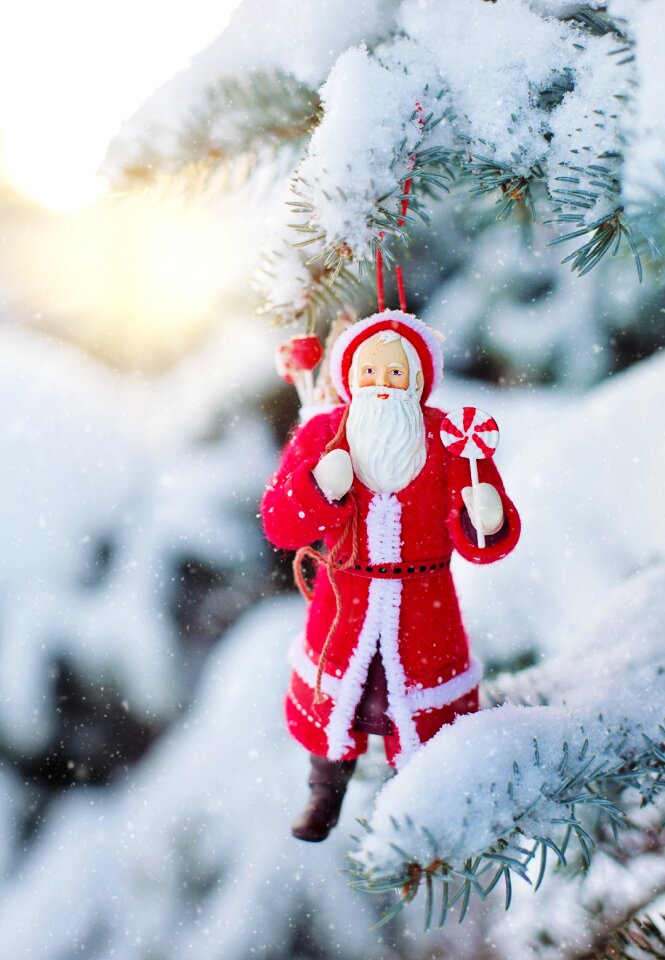 Pine spruce tree winter photo