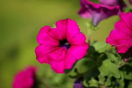 Garden summer houseplant
