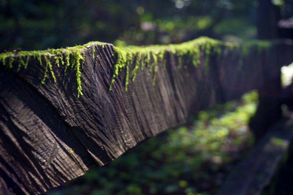 Grass growth landscape