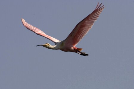 Bird nature wader