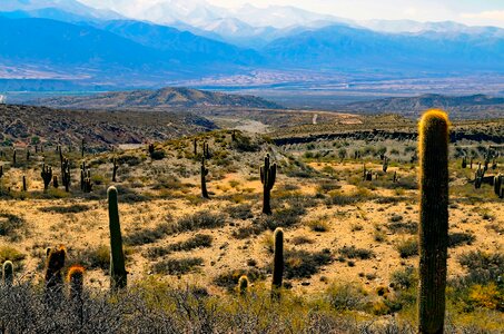 Cacti plants desert photo