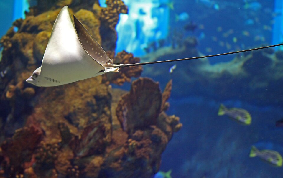 Underwater water cay