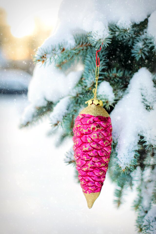 Pine spruce christmas
