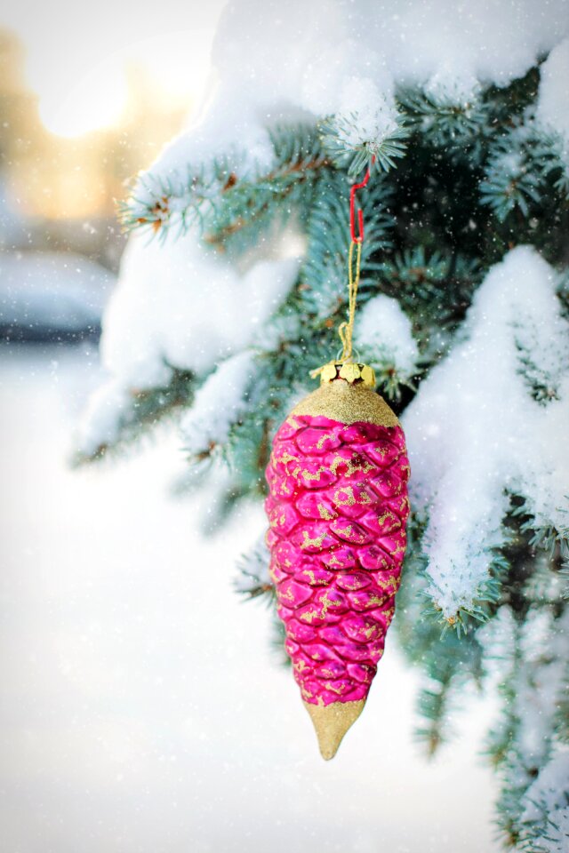 Pine spruce christmas photo