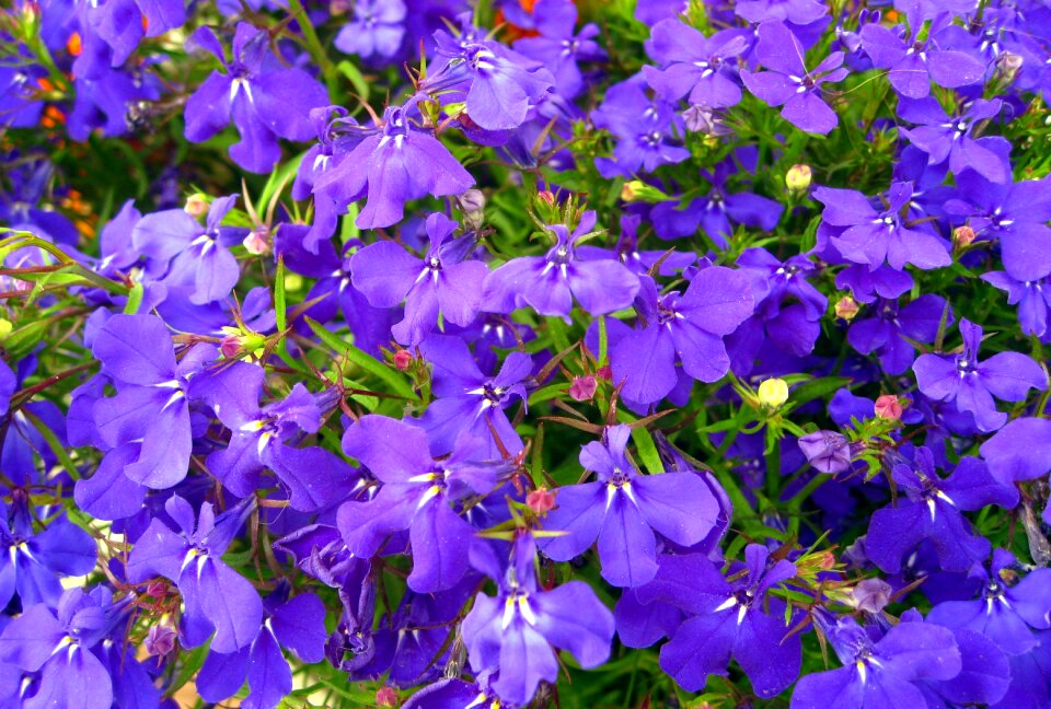 Flowers blue flowers small flowers