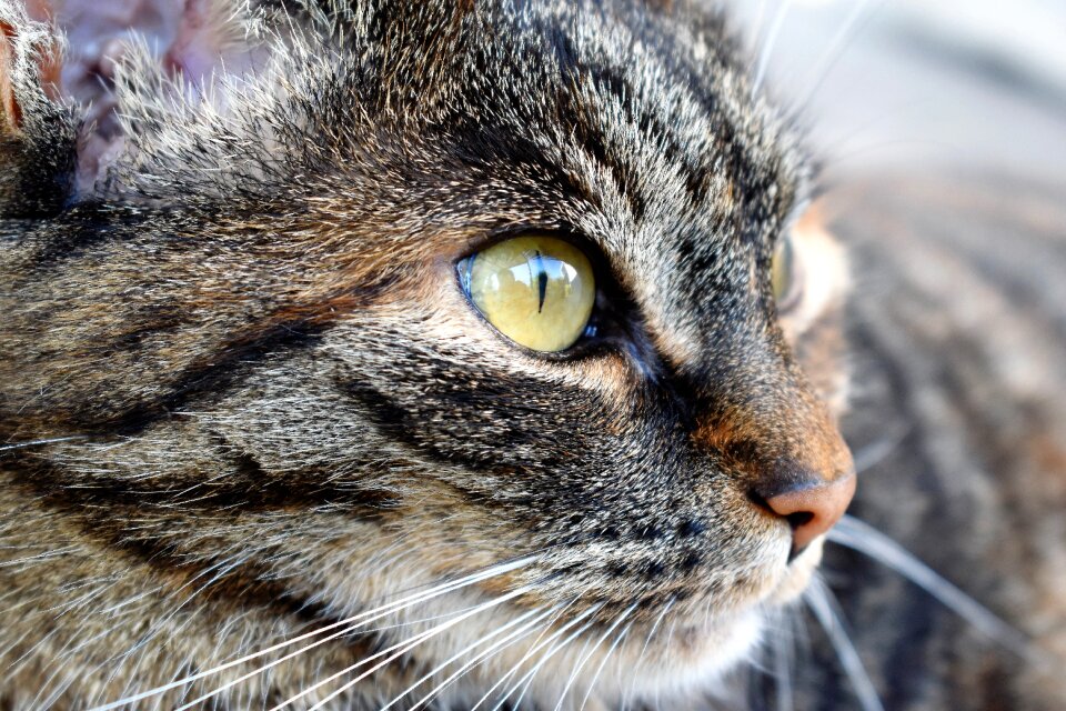 Portrait mackerel cat's eyes