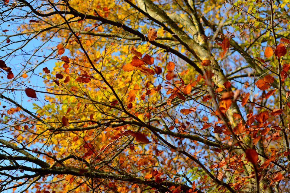 Fall foliage nature leaves