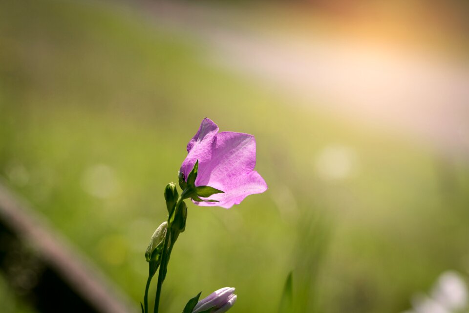 Pink flower garden in the garden