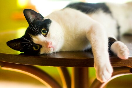 Pet it lies curiosity