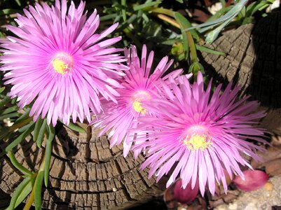 Flowers garden nature
