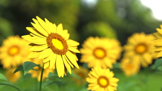 Yellow sunflower field agriculture photo