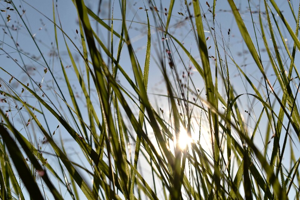 Backlighting plant green