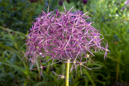 Ball purple plant