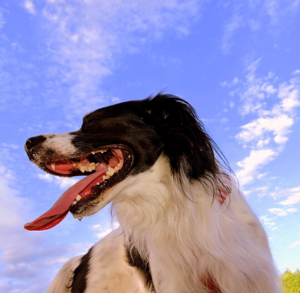 Sky animal breathe