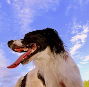 Sky animal breathe