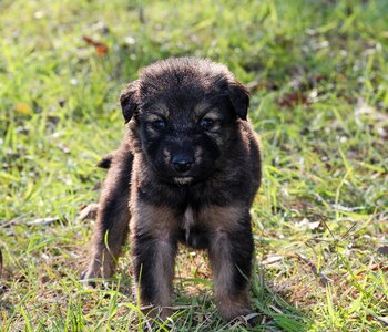 Baby animal animal animals