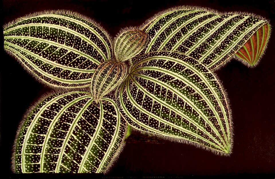 Green decoration deco