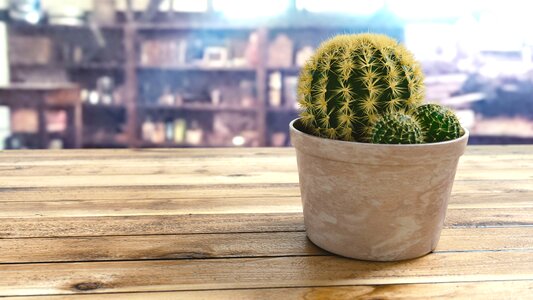 Garden green desert