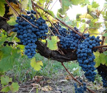 Wine vineyard winery photo