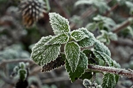 Ice winter plant photo