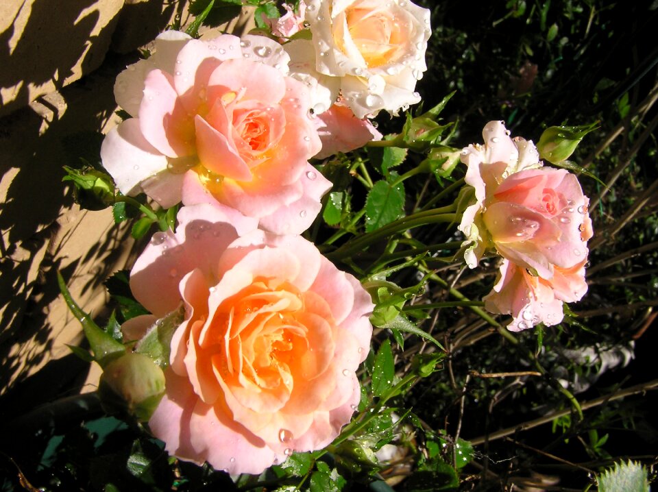 Roses fragrant garden nature