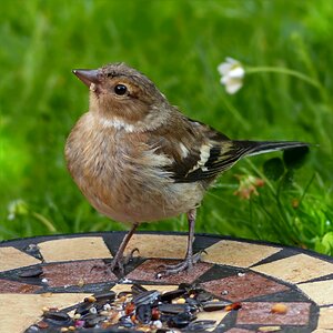 Bird gardening young foraging