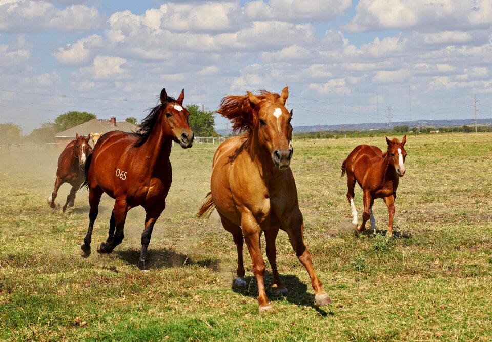 Animal pasture mare with foal