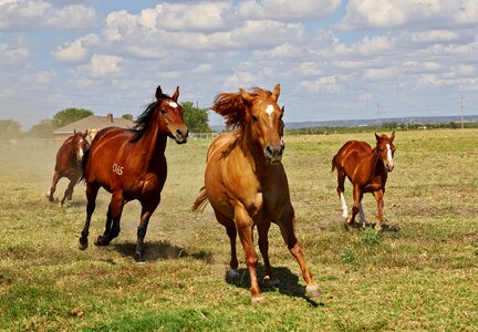 Animal pasture mare with foal