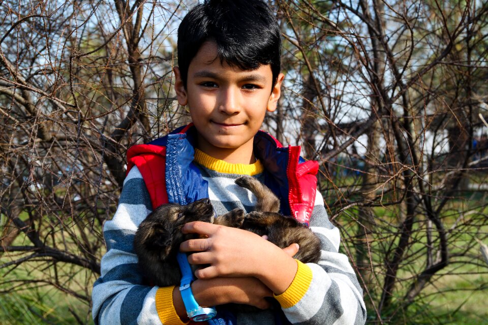 Puppy baby animal animal