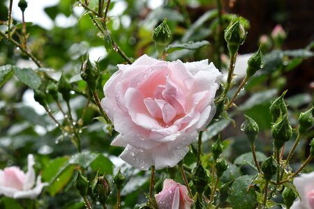 Rose rain tokyo pink Free photos