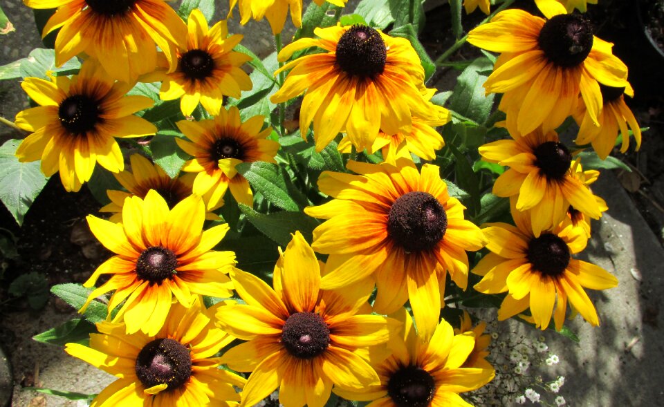 Potted colorful garden