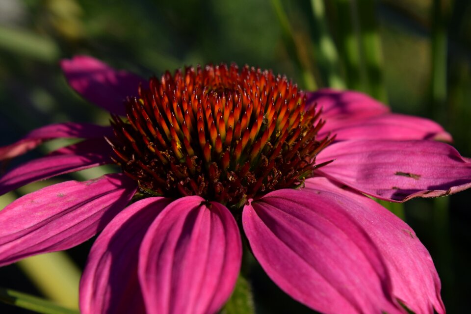 Coneflower purple nature