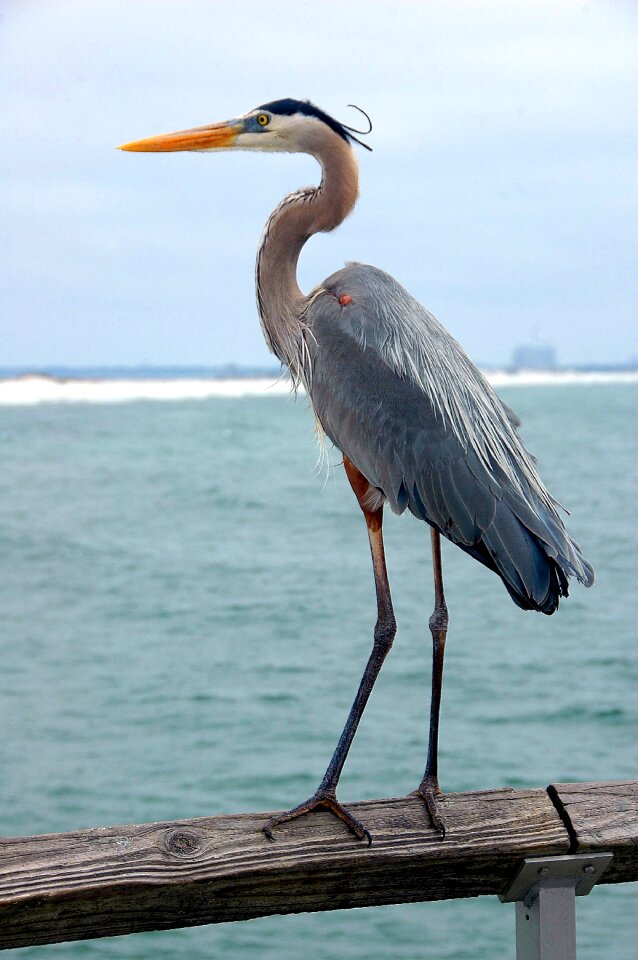 Heron blue nature