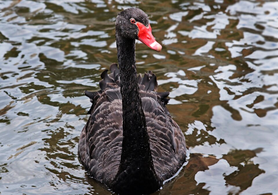 Black swan bird animal