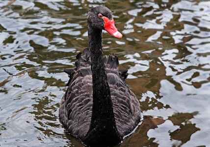 Black swan bird animal