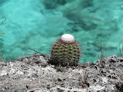 Outdoor green bonaire