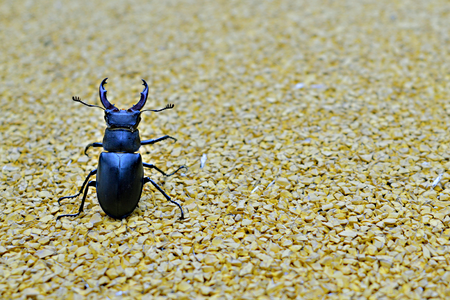 Minimal flying insects insect