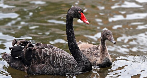 Black swan baby swan young swan