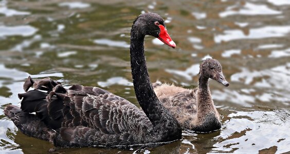 Black swan baby swan young swan photo