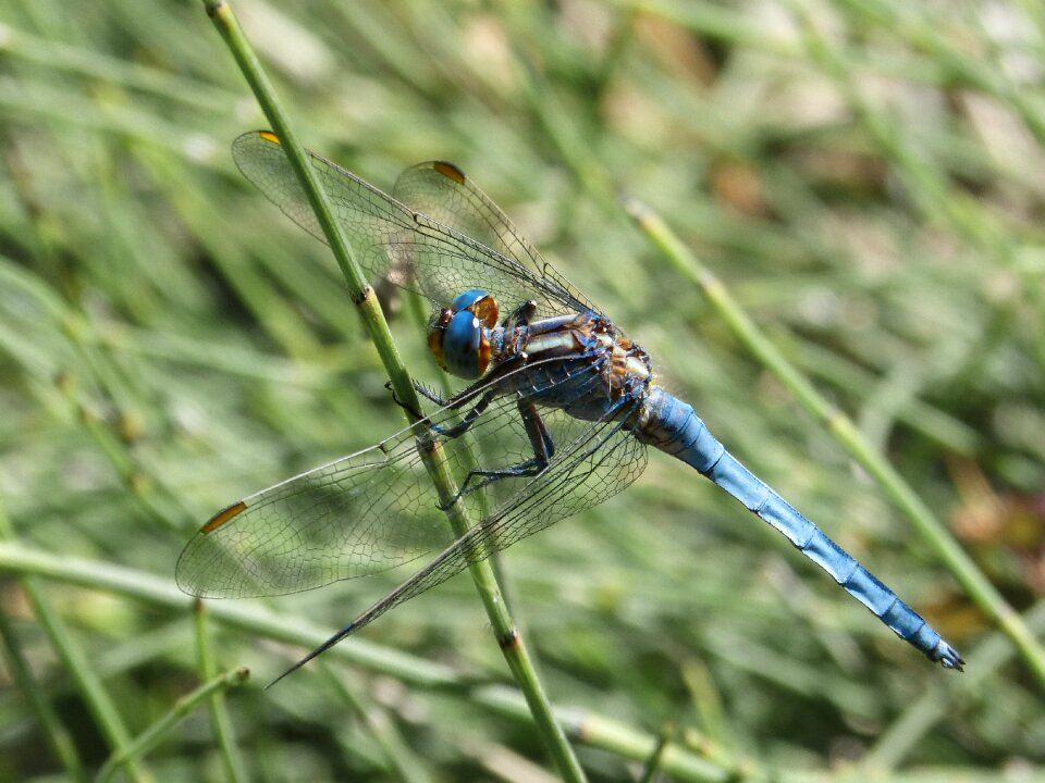 Orthetrum cancellatum winged insect wetland