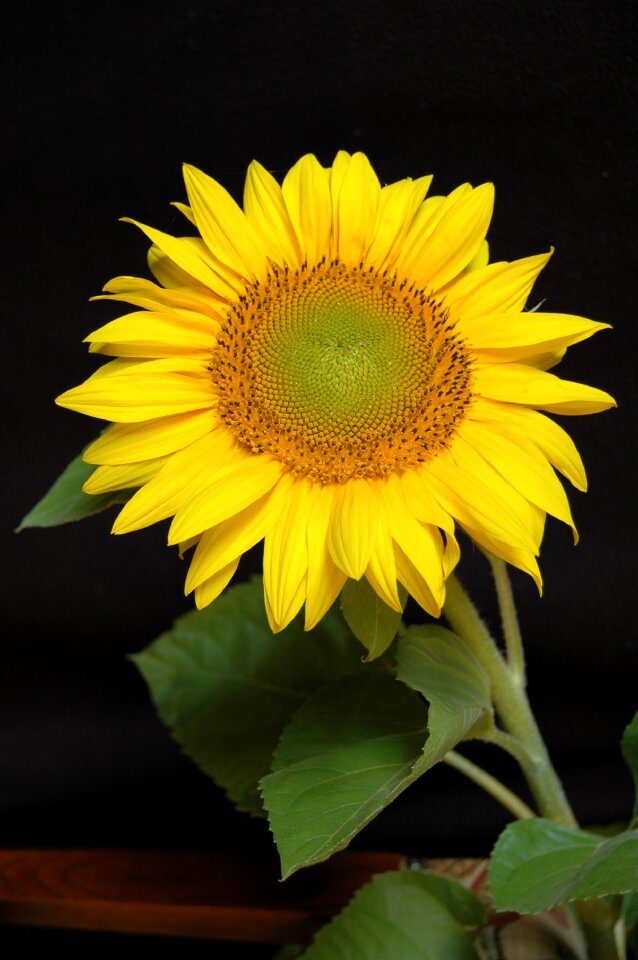 Yellow flower nature