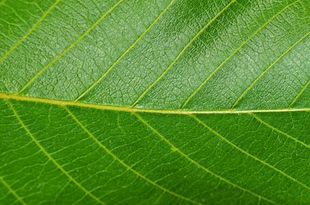 Vegetation closeup nature