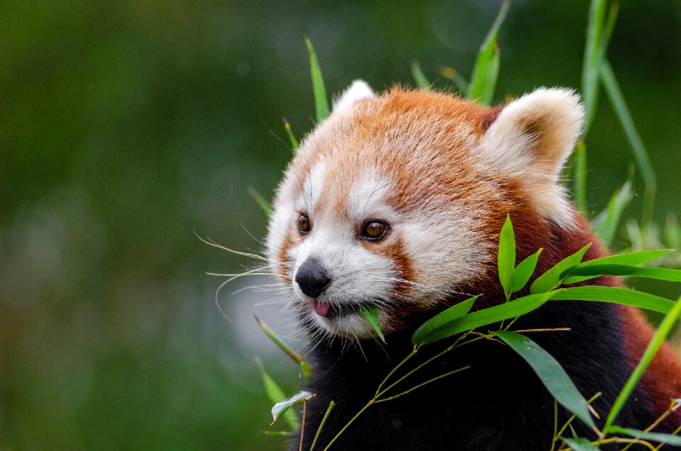 Mammal in voice of endangered climber