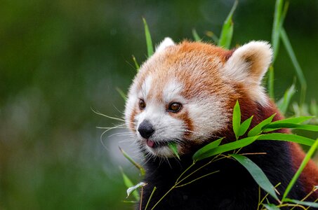 Mammal in voice of endangered climber