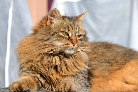 Mieze domestic cat animal