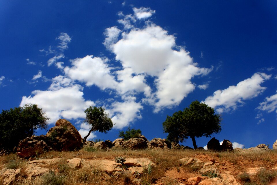 Turkey trees yeşilli