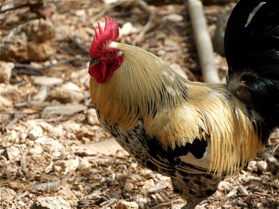 Bird nature farm photo