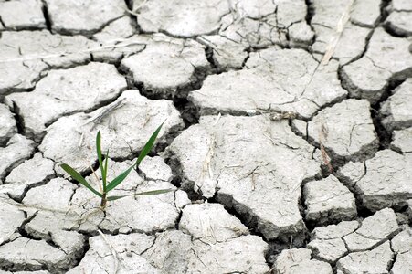 You and me plantlets in the drought earth