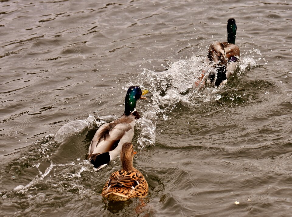 Water bird duck bird animals photo