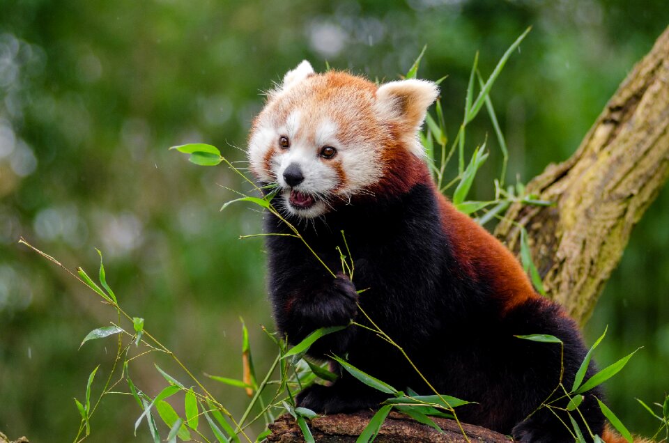 Mammal in voice of endangered climber